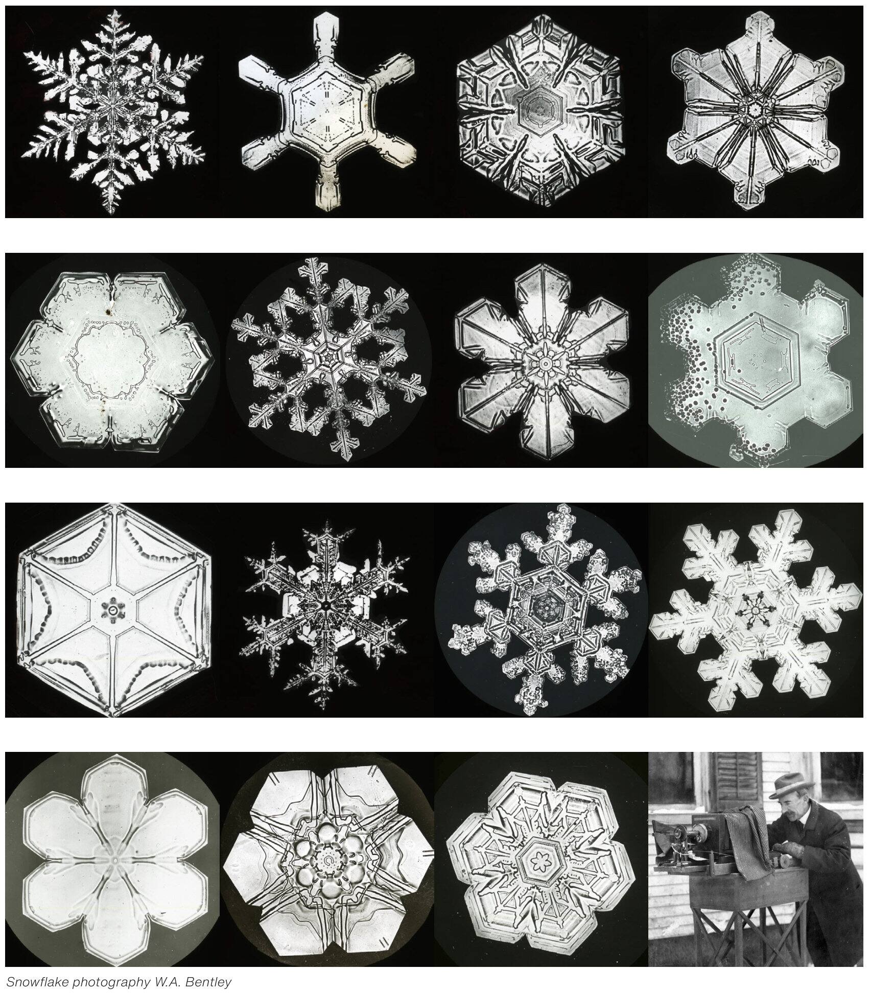 Grid of historic snowflake photographs by W.A. Bentley